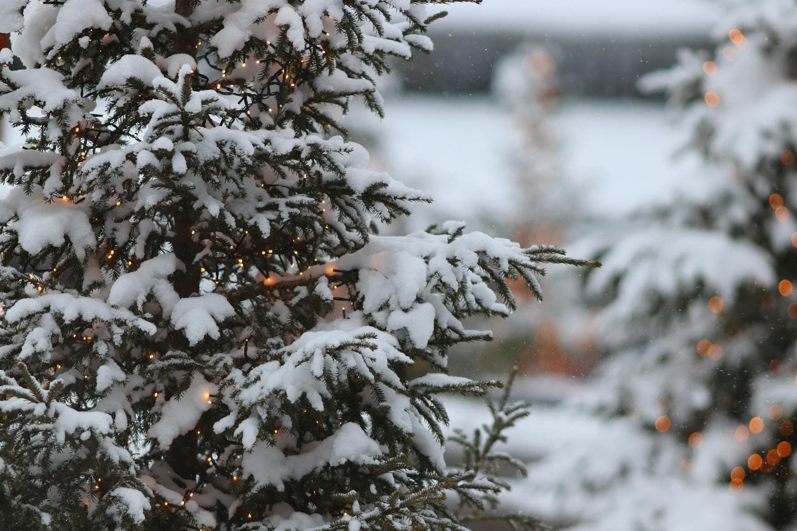 Snow-covered pines and twinkling holiday lights in Vail Village, Colorado
