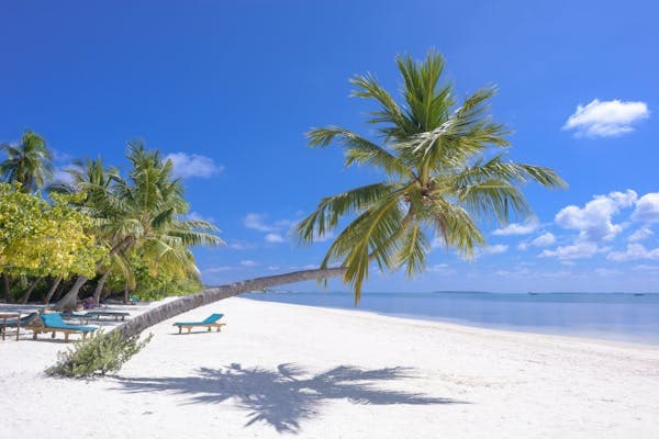 A palm leaning low over white sand and empty loungers beside a calm turquoise sea